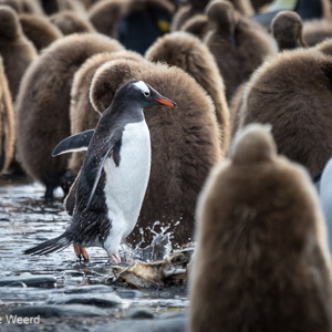 2016-12-28 - Eenzame ezelspinguïn tussen de koningspinguïns<br/>Gold Harbour - Zuid-Georgia<br/>Canon EOS 7D Mark II - 400 mm - f/5.6, 1/1250 sec, ISO 640