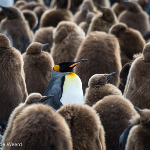 2016-12-28 - Volwassen koningspinguïn tussen de jonkies<br/>Gold Harbour - Zuid-Georgia<br/>Canon EOS 7D Mark II - 400 mm - f/5.6, 1/1250 sec, ISO 800