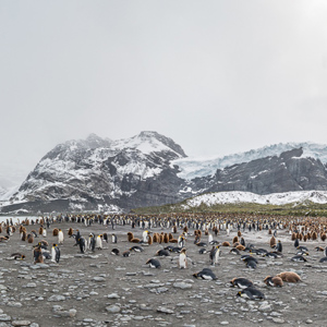 2016-12-28 - Een panorama beeld van de prachtige omgeving<br/>Gold Harbour - Zuid-Georgia<br/>Canon EOS 5D Mark III - 24 mm - f/8.0, 1/200 sec, ISO 400