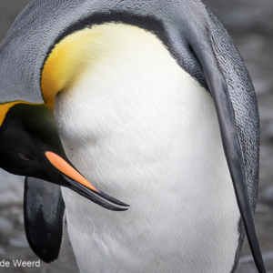 2016-12-28 - Een diepe buiging voor deze mooie pinguïns<br/>Gold Harbour - Zuid-Georgia<br/>Canon EOS 7D Mark II - 400 mm - f/6.3, 1/1600 sec, ISO 1600