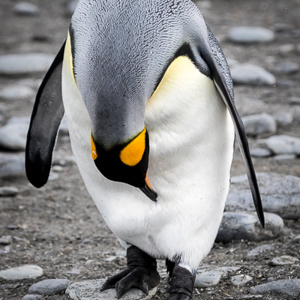 2016-12-28 - Een diepe buiging voor deze mooie pinguïns<br/>Gold Harbour - Zuid-Georgia<br/>Canon EOS 7D Mark II - 235 mm - f/5.0, 1/1600 sec, ISO 1600