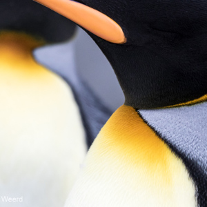 2016-12-28 - Abstract kleuren- en lijnenspel<br/>Gold Harbour - Zuid-Georgia<br/>Canon EOS 7D Mark II - 400 mm - f/5.6, 1/2500 sec, ISO 1600