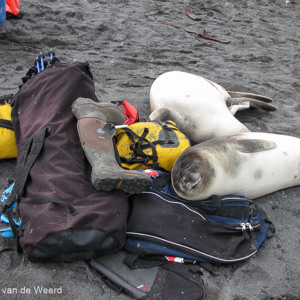 2016-12-28 - De jonge zeeolifant pups hebben een zachte slaapplek gevonden<br/>Gold Harbour - Zuid-Georgia<br/>Canon PowerShot SX1 IS - 8.5 mm - f/3.5, 1/80 sec, ISO 80