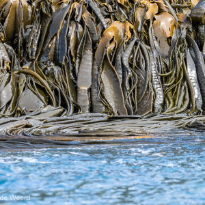 2016-12-29 - Kelp<br/>Cooper Bay - Zuid-Georgia<br/>Canon EOS 7D Mark II - 190 mm - f/5.0, 1/1250 sec, ISO 1000