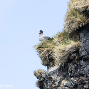 2016-12-29 - Roetkopalbatros (Phoebetria palpebrata)<br/>Cooper Bay - Zuid-Georgia<br/>Canon EOS 7D Mark II - 400 mm - f/6.3, 1/2000 sec, ISO 800