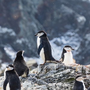 2016-12-29 - Kinbandpinguïn (ook wel Stormbandpinguïn of  Keelbandpinguïn <br/>Cooper Bay - Zuid-Georgia<br/>Canon EOS 7D Mark II - 210 mm - f/5.6, 1/1250 sec, ISO 1000
