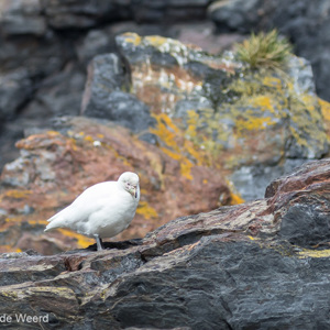 2016-12-29 - De Chionis is een soort ijshoender<br/>Cooper Bay - Zuid-Georgia<br/>Canon EOS 7D Mark II - 100 mm - f/4.5, 1/1250 sec, ISO 500