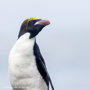 2016-12-29 - Macaronipinguïn portret<br/>Cooper Bay - Zuid-Georgia<br/>Canon EOS 7D Mark II - 400 mm - f/6.3, 1/2000 sec, ISO 640