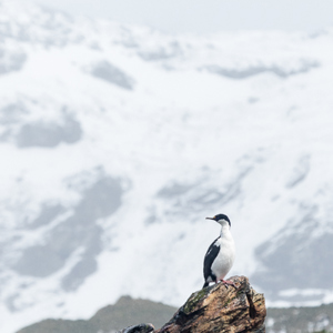 2016-12-29 - Keizeraalscholver<br/>Cooper Bay - Zuid-Georgia<br/>Canon EOS 7D Mark II - 250 mm - f/5.6, 1/2000 sec, ISO 640