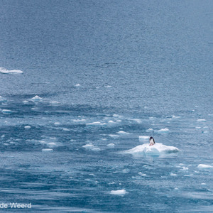 2016-12-29 - Ezelspinguïn op een kleine ijsschots<br/>Drygalski Fjord - Zuid-Georgia<br/>Canon EOS 5D Mark III - 200 mm - f/8.0, 1/800 sec, ISO 400