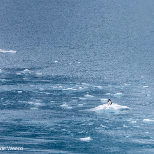 2016-12-29 - Ezelspinguïn op een kleine ijsschots<br/>Drygalski Fjord - Zuid-Georgia<br/>Canon EOS 5D Mark III - 200 mm - f/8.0, 1/800 sec, ISO 400