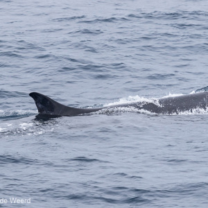 2016-12-30 - Het kleine vinnetje van de Gewone vinvis<br/>Op zee naar Antarctica - Zuidelijke Atlantische Oceaan<br/>Canon EOS 7D Mark II - 320 mm - f/6.3, 1/1600 sec, ISO 500
