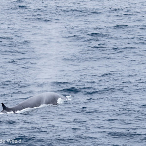 2016-12-30 - Gewone vinvis<br/>Op zee naar Antarctica - Zuidelijke Atlantische Oceaan<br/>Canon EOS 7D Mark II - 160 mm - f/5.0, 1/1600 sec, ISO 320