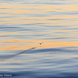 2016-12-31 - Vrijheid, rust, ruimte<br/>Op zee naar Antarctica - Zuidelijke Atlantische Oceaan<br/>Canon EOS 5D Mark III - 200 mm - f/5.0, 1/500 sec, ISO 100