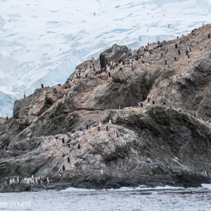 2017-01-01 - De kinbandpinguïns zitten overal op de rotsen<br/>Point Wild - Elephant Island - Antarctica<br/>Canon EOS 7D Mark II - 100 mm - f/5.0, 1/2000 sec, ISO 400