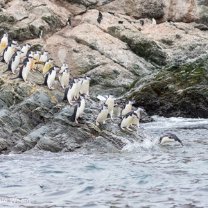 2017-01-01 - Netjes op een rijtje het water in<br/>Point Wild - Elephant Island - Antarctica<br/>Canon EOS 7D Mark II - 100 mm - f/4.5, 1/1600 sec, ISO 400