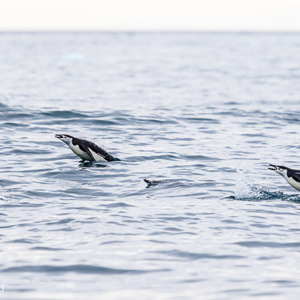 2017-01-01 - Geweldig om te zien, deze opduikende kinbandpinguïns<br/>Point Wild - Elephant Island - Antarctica<br/>Canon EOS 7D Mark II - 275 mm - f/5.6, 1/1600 sec, ISO 400