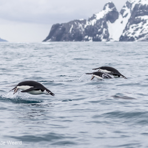 2017-01-01 - Kinbandpinguïns opduikend uit de golven<br/>Point Wild - Elephant Island - Antarctica<br/>Canon EOS 7D Mark II - 100 mm - f/5.0, 1/1600 sec, ISO 250
