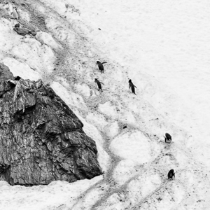 2017-01-01 - De hoogste plekken zijn het meest geliefd voor de nesten<br/>Point Wild - Elephant Island - Antarctica<br/>Canon EOS 7D Mark II - 100 mm - f/8.0, 1/2000 sec, ISO 800