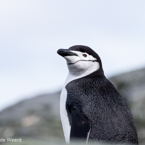 2017-01-01 - Portret van een kinbandpinguïn<br/>Chinstrap Camp - Elephant Island - Antarctica<br/>Canon EOS 7D Mark II - 400 mm - f/8.0, 1/1250 sec, ISO 800