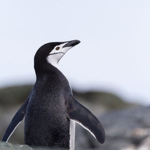 2017-01-01 - Portret van een kinbandpinguïn<br/>Chinstrap Camp - Elephant Island - Antarctica<br/>Canon EOS 7D Mark II - 400 mm - f/5.6, 1/3200 sec, ISO 800