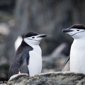 2017-01-01 - De kinbandpinguïn: één van Wouters favoriete pinguïns<br/>Chinstrap Camp - Elephant Island - Antarctica<br/>Canon EOS 7D Mark II - 250 mm - f/5.6, 1/1250 sec, ISO 800