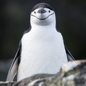 2017-01-01 - Tja, we zaten bij Chinstrap camp<br/>Chinstrap Camp - Elephant Island - Antarctica<br/>Canon EOS 7D Mark II - 285 mm - f/5.6, 1/2000 sec, ISO 800