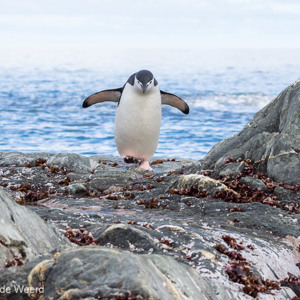 2017-01-01 - Lopen is niet altijd even makkelijk voor de pinguïn<br/>Chinstrap Camp - Elephant Island - Antarctica<br/>Canon EOS 7D Mark II - 100 mm - f/8.0, 1/1250 sec, ISO 800