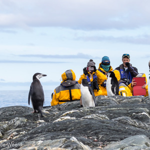 2017-01-01 - We konden heel dichtbij komen met de zodiacs<br/>Chinstrap Camp - Elephant Island - Antarctica<br/>Canon EOS 7D Mark II - 100 mm - f/8.0, 1/1600 sec, ISO 800