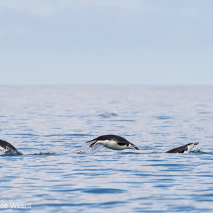 2017-01-01 - Uit het water opspringende kinbandpinguïns<br/>Chinstrap Camp - Elephant Island - Antarctica<br/>Canon EOS 7D Mark II - 400 mm - f/10.0, 1/2000 sec, ISO 800