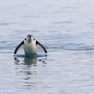 2017-01-01 - Scherpstellen in de zodiac was best lastig<br/>Chinstrap Camp - Elephant Island - Antarctica<br/>Canon EOS 7D Mark II - 260 mm - f/8.0, 1/2000 sec, ISO 800