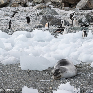 2017-01-01 - Zeeluipaard<br/>Chinstrap Camp - Elephant Island - Antarctica<br/>Canon EOS 7D Mark II - 100 mm - f/8.0, 1/2500 sec, ISO 800