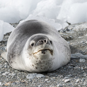 2017-01-01 - Zeeluipaard<br/>Chinstrap Camp - Elephant Island - Antarctica<br/>Canon EOS 7D Mark II - 210 mm - f/8.0, 1/2500 sec, ISO 800
