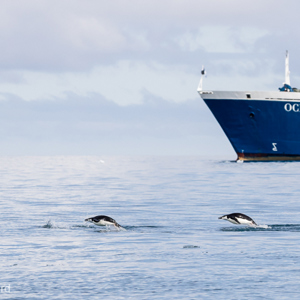 2017-01-01 - Een betere reclame foto is er toch niet?!<br/>Chinstrap Camp - Elephant Island - Antarctica<br/>Canon EOS 7D Mark II - 180 mm - f/10.0, 1/2000 sec, ISO 800