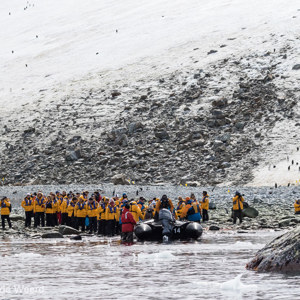 2017-01-01 - Netjes in de rij, om weer van land te gaan<br/>Chinstrap Camp - Elephant Island - Antarctica<br/>Canon EOS 7D Mark II - 100 mm - f/8.0, 1/2000 sec, ISO 800