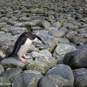 2017-01-01 - Kinbandpinguïn op de rotsen<br/>Chinstrap Camp - Elephant Island - Antarctica<br/>Canon EOS 5D Mark III - 35 mm - f/11.0, 1/160 sec, ISO 200