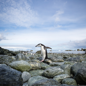 2017-01-01 - Met de groothoeklens krijg je een mooi ander perspectief<br/>Chinstrap Camp - Elephant Island - Antarctica<br/>Canon EOS 5D Mark III - 19 mm - f/11.0, 1/400 sec, ISO 200