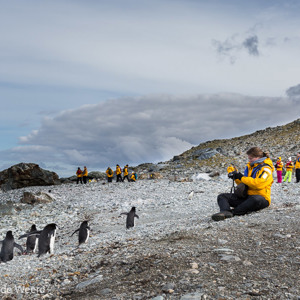 2017-01-01 - Ook Carin wacht gewoon tot de pinguïns langskomen<br/>Chinstrap Camp - Elephant Island - Antarctica<br/>Canon EOS 5D Mark III - 35 mm - f/8.0, 1/320 sec, ISO 200