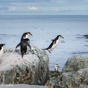2017-01-01 - Jump!<br/>Chinstrap Camp - Elephant Island - Antarctica<br/>Canon EOS 5D Mark III - 120 mm - f/8.0, 1/1250 sec, ISO 400