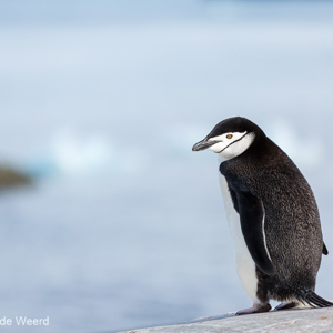 2017-01-01 - Kinbandpinguïn, mooi die kinband en het gele oog<br/>Chinstrap Camp - Elephant Island - Antarctica<br/>Canon EOS 5D Mark III - 200 mm - f/3.5, 1/6400 sec, ISO 400