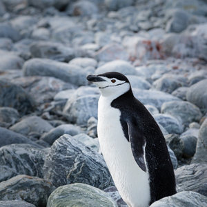 2017-01-01 - Kinbandpinguïn<br/>Chinstrap Camp - Elephant Island - Antarctica<br/>Canon EOS 5D Mark III - 200 mm - f/5.6, 1/1250 sec, ISO 400