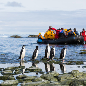2017-01-01 - We waren heel even te gast op Chinstrap Camp<br/>Chinstrap Camp - Elephant Island - Antarctica<br/>Canon EOS 5D Mark III - 105 mm - f/4.0, 1/5000 sec, ISO 400