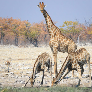 2007-08-19 - Ik sta op wacht!<br/>Etosha NP - Namibie<br/>Canon EOS 30D - 400 mm - f/8.0, 1/1250 sec, ISO 200