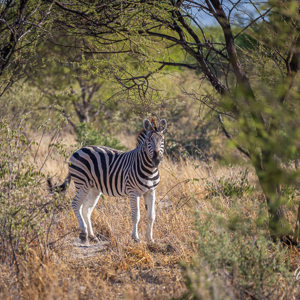 2024-05-06 - Zebra<br/>Deception Valley Lodge - Central Kalahari Game Reserve - Botswana<br/>Canon EOS R6m2 - 400 mm - f/6.3, 1/500 sec, ISO 500