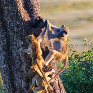 2024-04-28 - speelkwartier bij de aapjes<br/>Chobe NP - Muchenje - Botswana<br/>Canon EOS R6m2 - 400 mm - f/5.6, 1/400 sec, ISO 1250