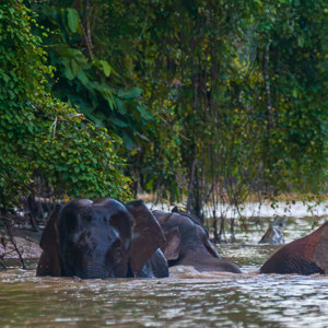2009-08-19 - Olifanten die de rivier oversteken<br/>Kinabatangan rivier - Sukua - Maleisië<br/>Canon EOS 50D - 400 mm - f/5.6, 1/800 sec, ISO 1600