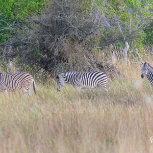 2024-05-02 - We hadden nog niet zoveel zebras gezien<br/>Moremi Game Reserve - Kwai (Okavango Delta) - Botswana<br/>Canon EOS R6m2 - 400 mm - f/6.3, 1/125 sec, ISO 6400