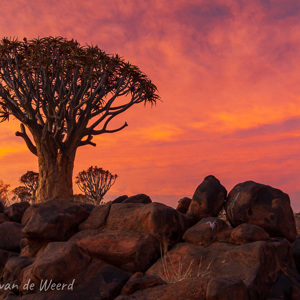 2007-08-06 - Zonsondergang achter een kokerboom<br/>Kokerboomwoud - Keetmanshoop - Namibie<br/>Canon EOS 30D - 35 mm - f/16.0, 0.5 sec, ISO 400