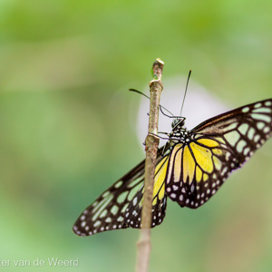 2009-08-28 - In de spotlight<br/>Butterfly Park - Kuala Lumpur - Maleisië<br/>Canon EOS 50D - 60 mm - f/2.8, 1/80 sec, ISO 400
