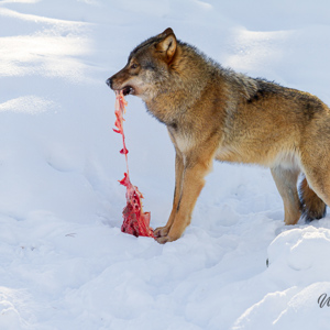2011-02-10 - Wolf die een stuk vlees verscheurd in de sneeuw<br/>Ranua Wildlife Park - Ranua - Finland<br/>Canon EOS 7D - 300 mm - f/4.0, 1/640 sec, ISO 200